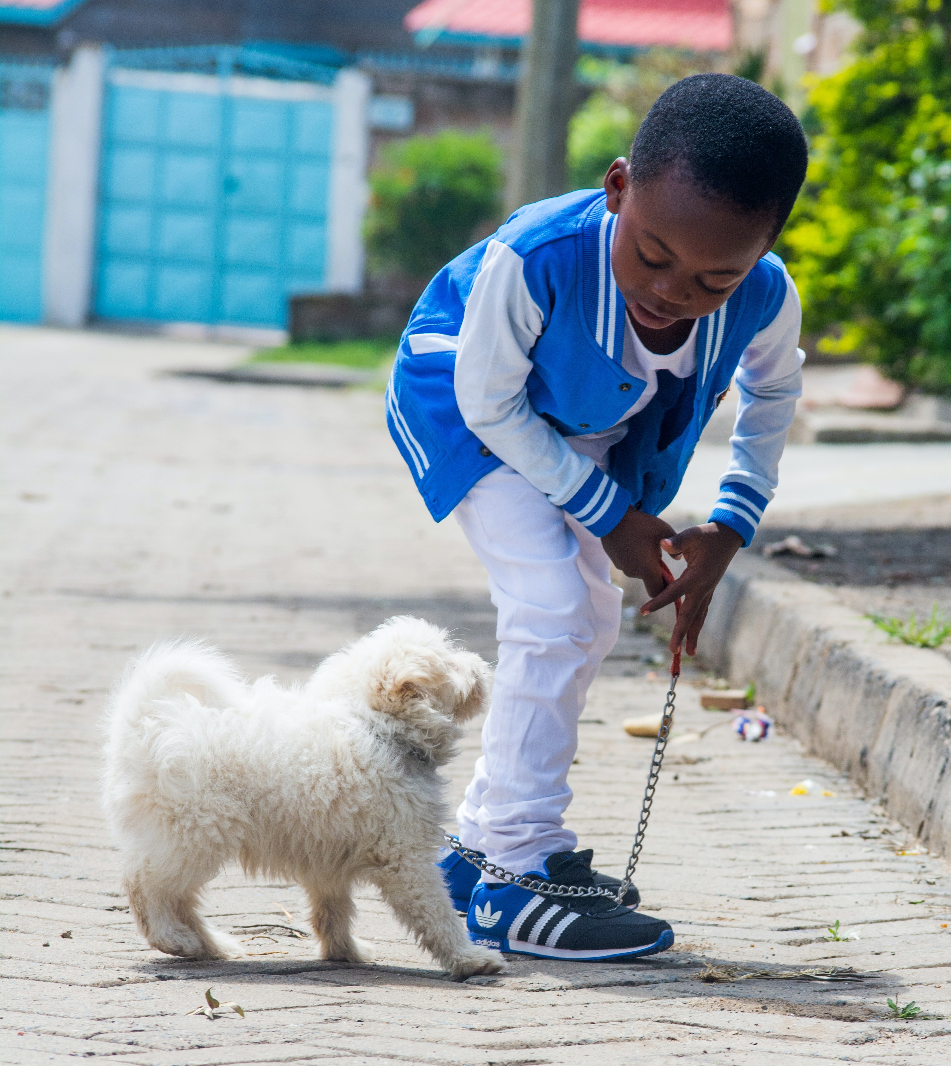 A boy walking a dog